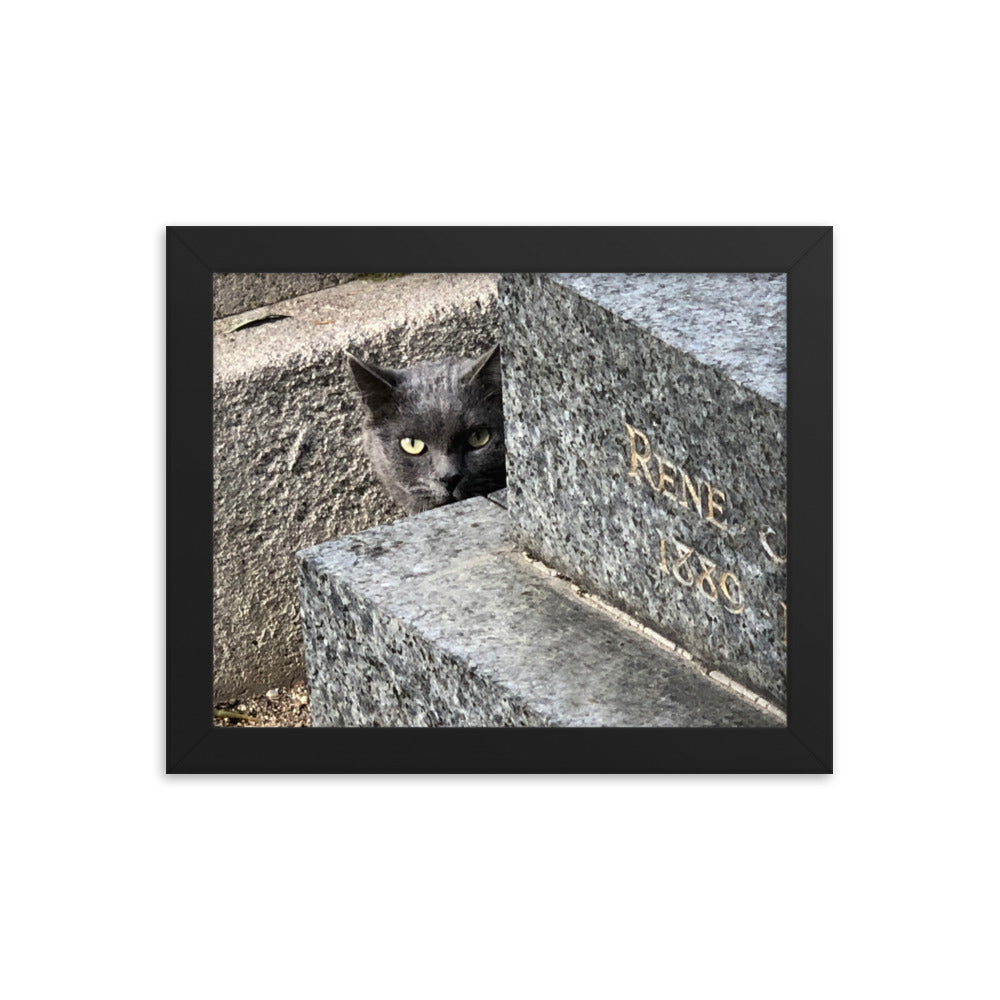Cats in Cemetery 1 Framed Photograph