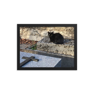 Cats in Cemetery 2 Framed Photograph